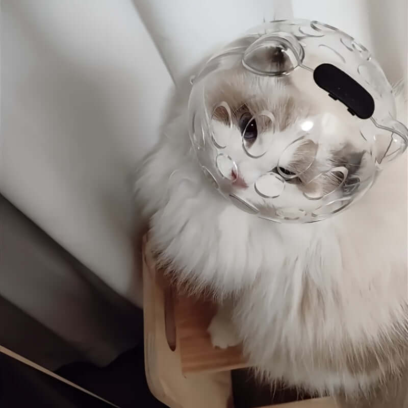 White fluffy cat wearing a transparent breathable cat mask while sitting on a wooden surface