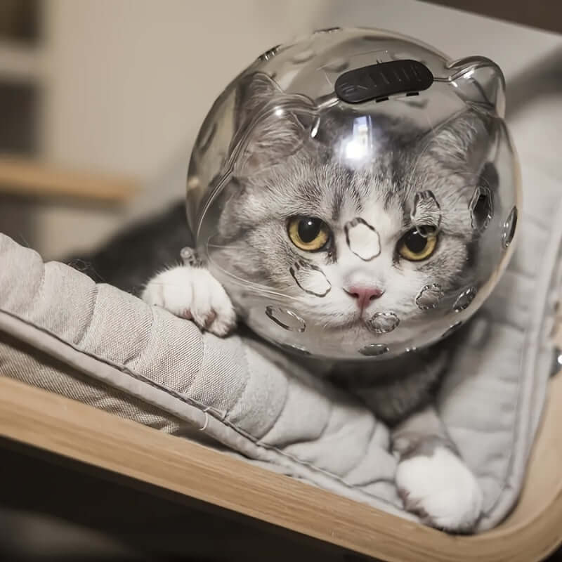 Gray and white cat wearing a breathable cat mask while resting on a cushioned wooden chair